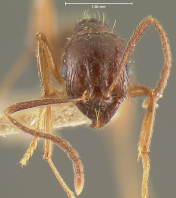 Media type: image; Entomology 20606   Aspect: head frontal view